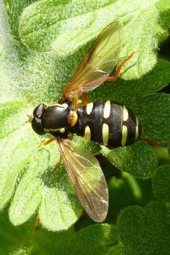 Réf. 99 546 : Philhelius citrofasciatum