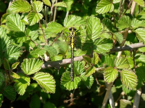 Gomphus vulgatissimus