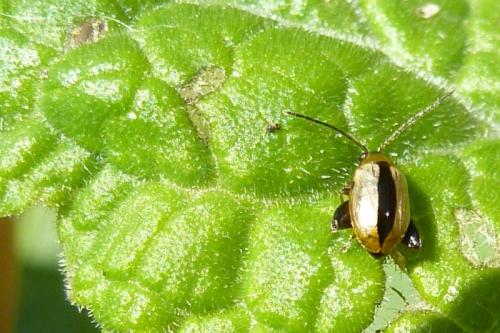 Longitarsus suturatus