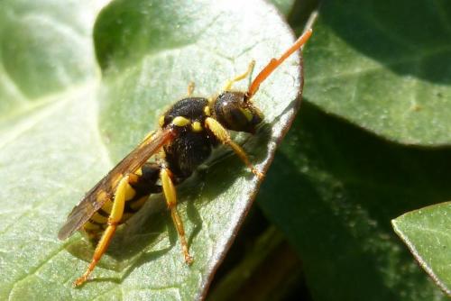 Nomada sp.