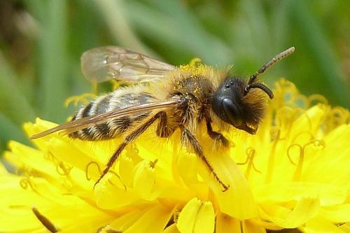 Andrena flavipes