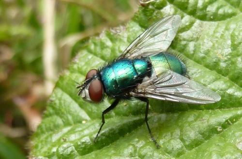 Réf. 99 712 : Lucilia sericata