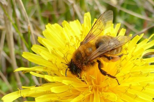 Andrena nigroaenea