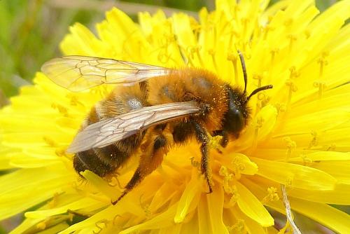 Andrena nigroaenea