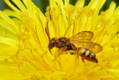 Nomada sp.