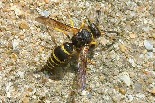 Réf. 99 669 : Eumeninae inconnu