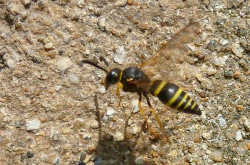 Réf. 99 670 : Eumeninae inconnu