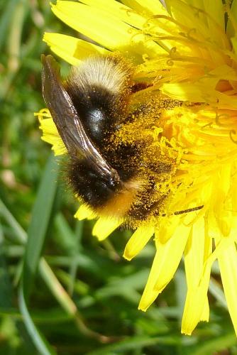Bombus sylvestris