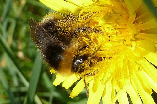 Bombus sylvestris