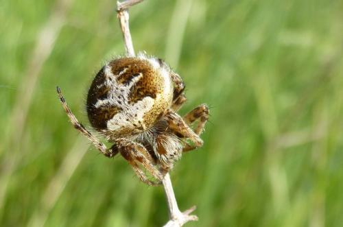 Agalenatea redii