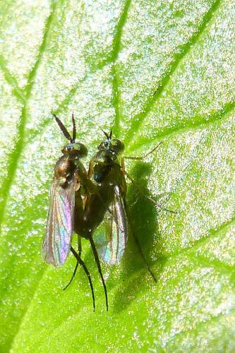Rhaphium sp.