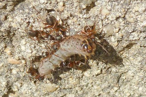 Réf. 99 977 : Agrotis sp.