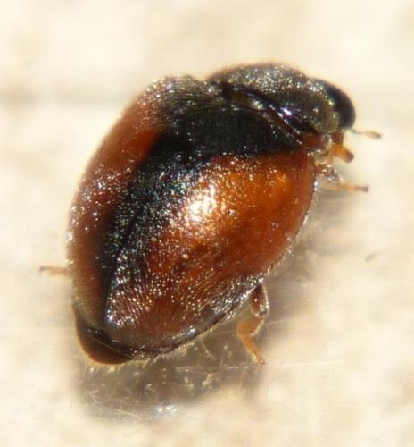 Réf. 99 687 : Scymnus interruptus