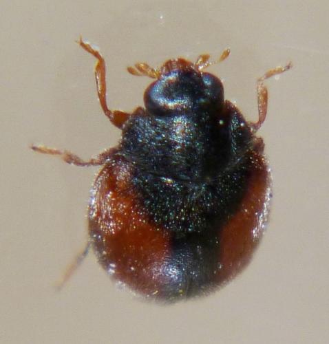 Réf. 99 688 : Scymnus interruptus
