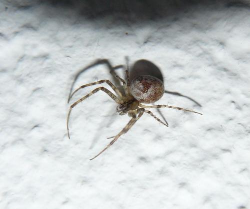 Réf. 99 210 : Metellina merianae