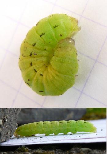 Noctua pronuba