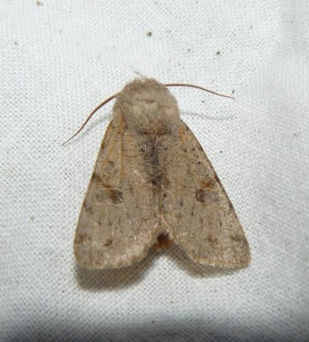 Réf. 99 326 : Orthosia incerta