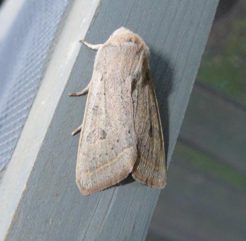 Réf. 99 315 : Orthosia gracilis