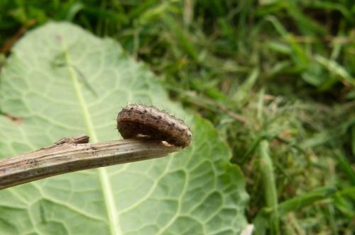 Réf. 99 418 : Hoplodrina sp.