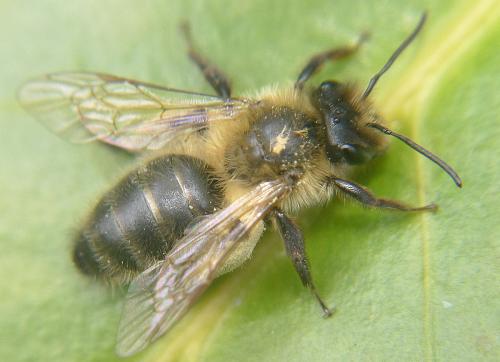 Andrena (scotica-trimmerana)