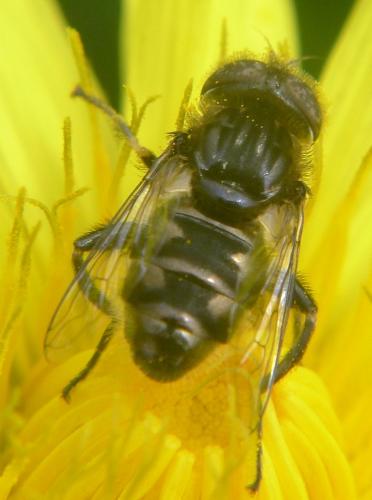 Eristalinus sepulchralis