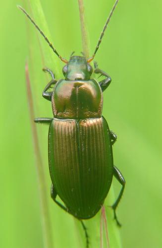 Poecilus cupreus