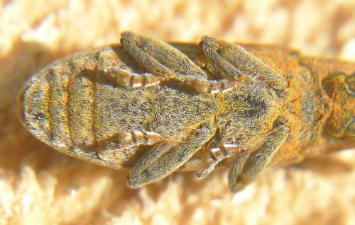 Lixus linearis