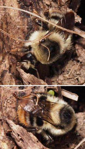 Réf. 99 090 : Bombus sylvarum