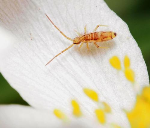 Entomobrya muscorum
