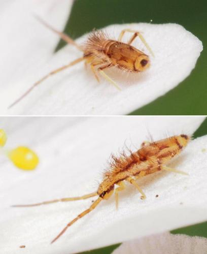Entomobrya muscorum