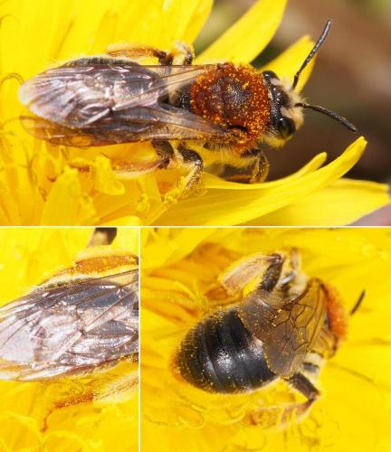 Andrena haemorrhoa
