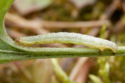 Camptogramma bilineata