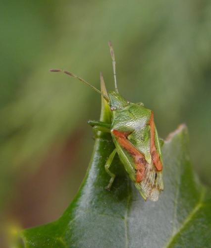 Réf. 99 205 : Cyphostethus tristriatus