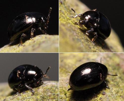 Réf. 99 516 : Oomorphus concolor