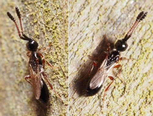 Spilomicrus sp.