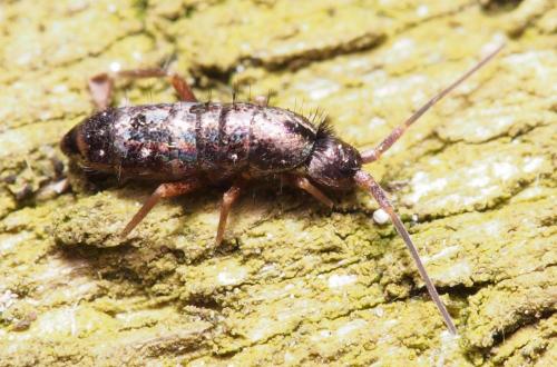 Tomocerus vulgaris