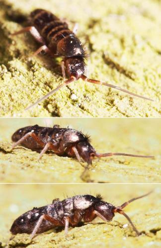 Tomocerus vulgaris