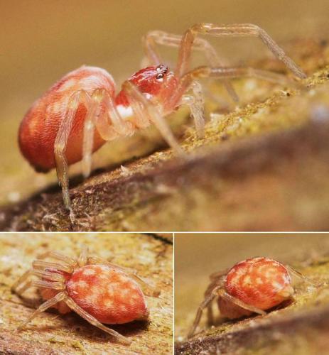 Nigma flavescens