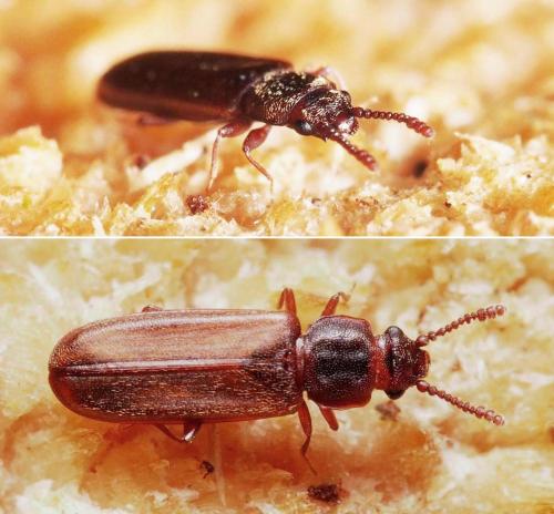 Pediacus dermestoides