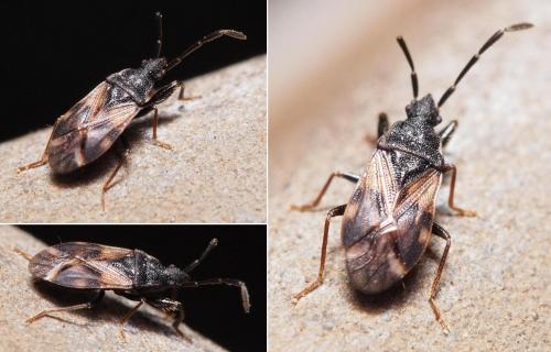 Taphropeltus contractus