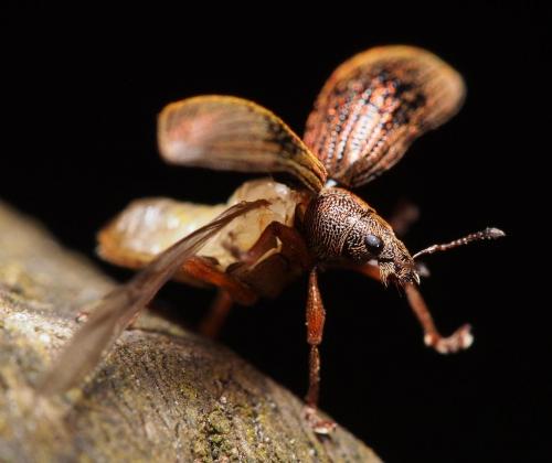 Réf. 99 525 : Polydrusus mollis