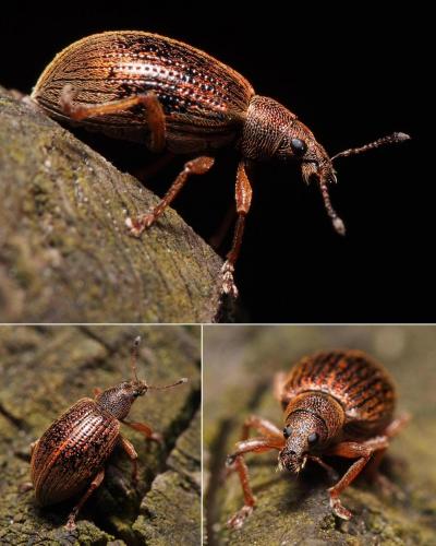 Réf. 99 526 : Polydrusus mollis