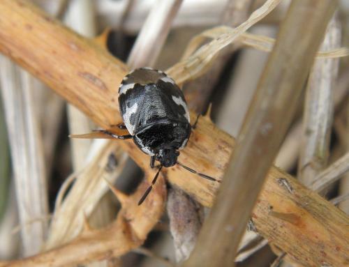 Tritomegas bicolor
