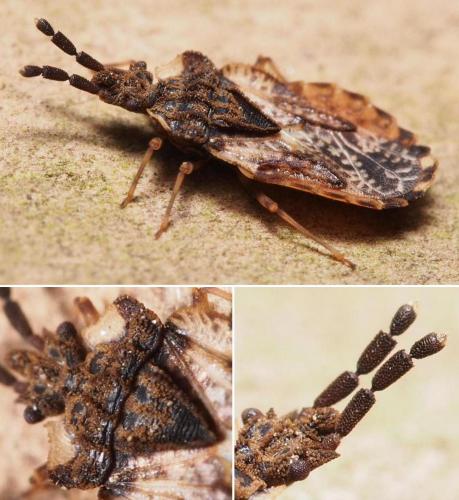 Aradus depressus