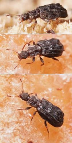 Cartodere nodifer