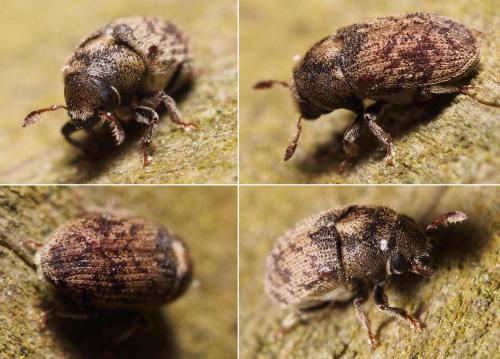 Hylesinus varius