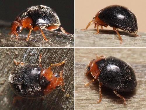 Scymnus rubromaculatus
