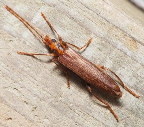 Réf. 99 891 : Oedemera femoralis
