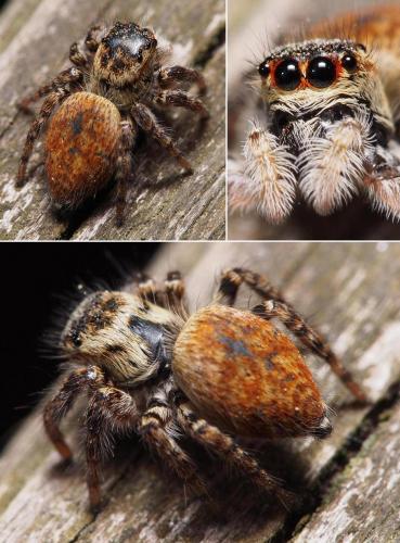 Carrhotus xanthogramma