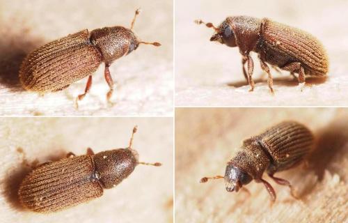 Kissophagus vicinus